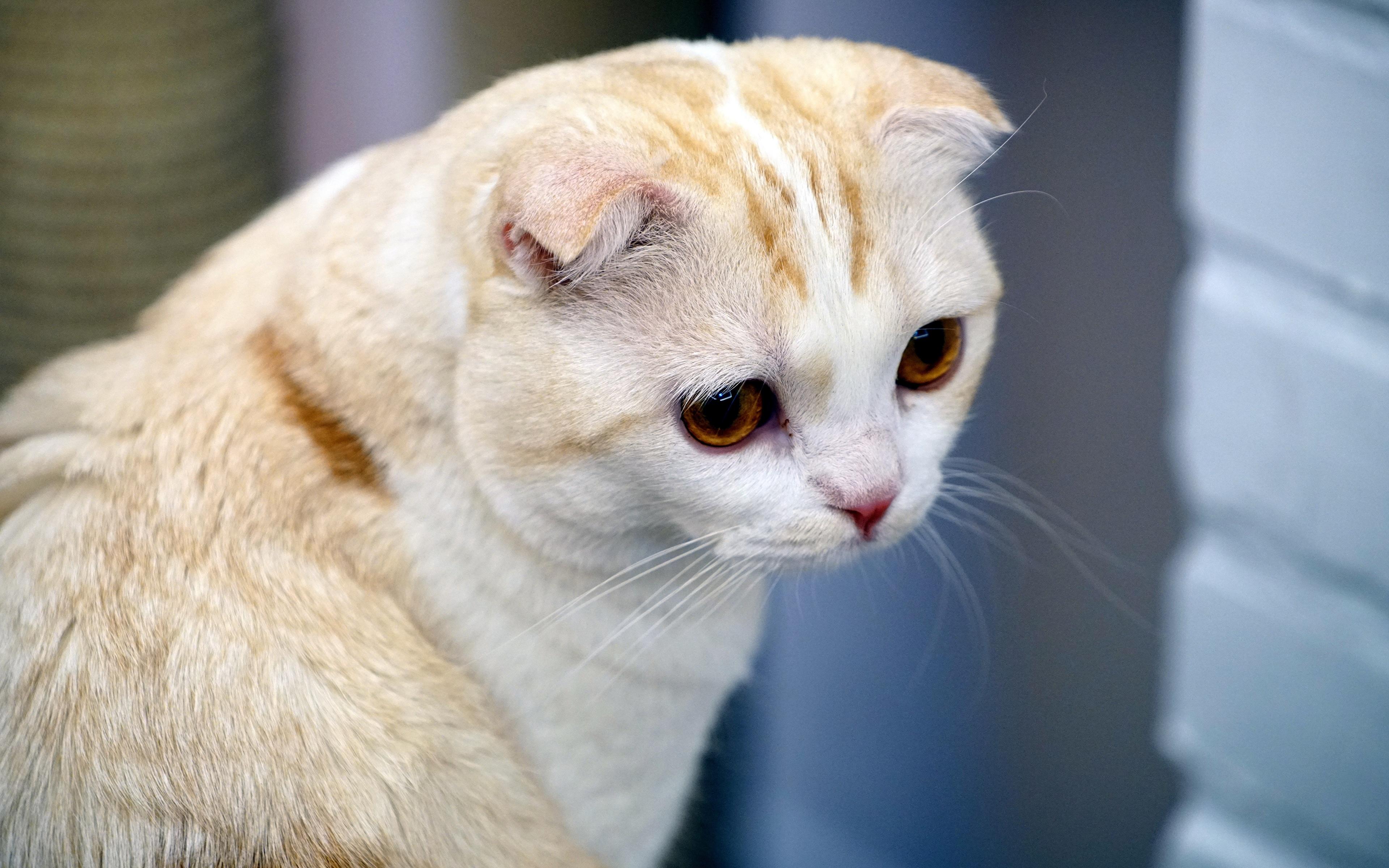 Cat O4zh8w0vB