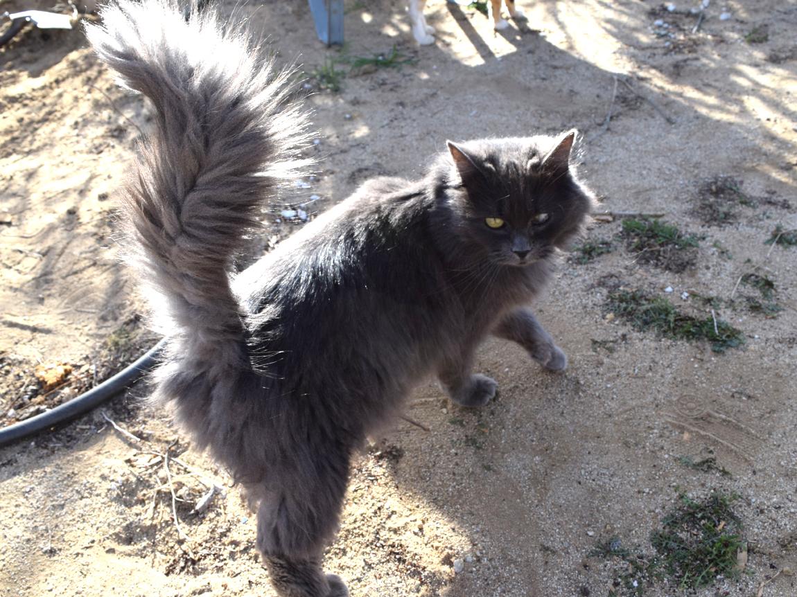 Cat OGTWqNNOt