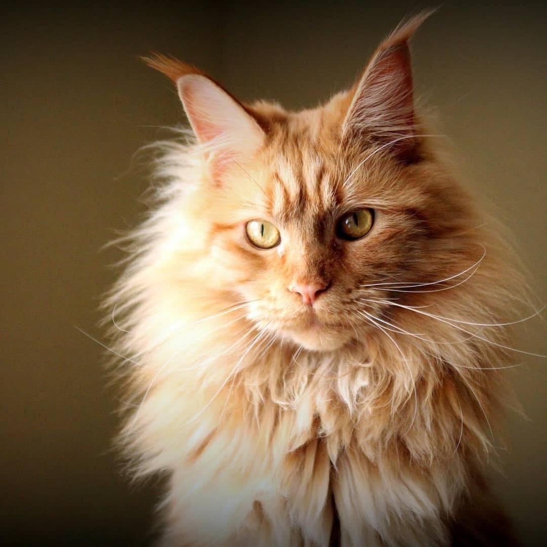 Cat OOD3VXAQn