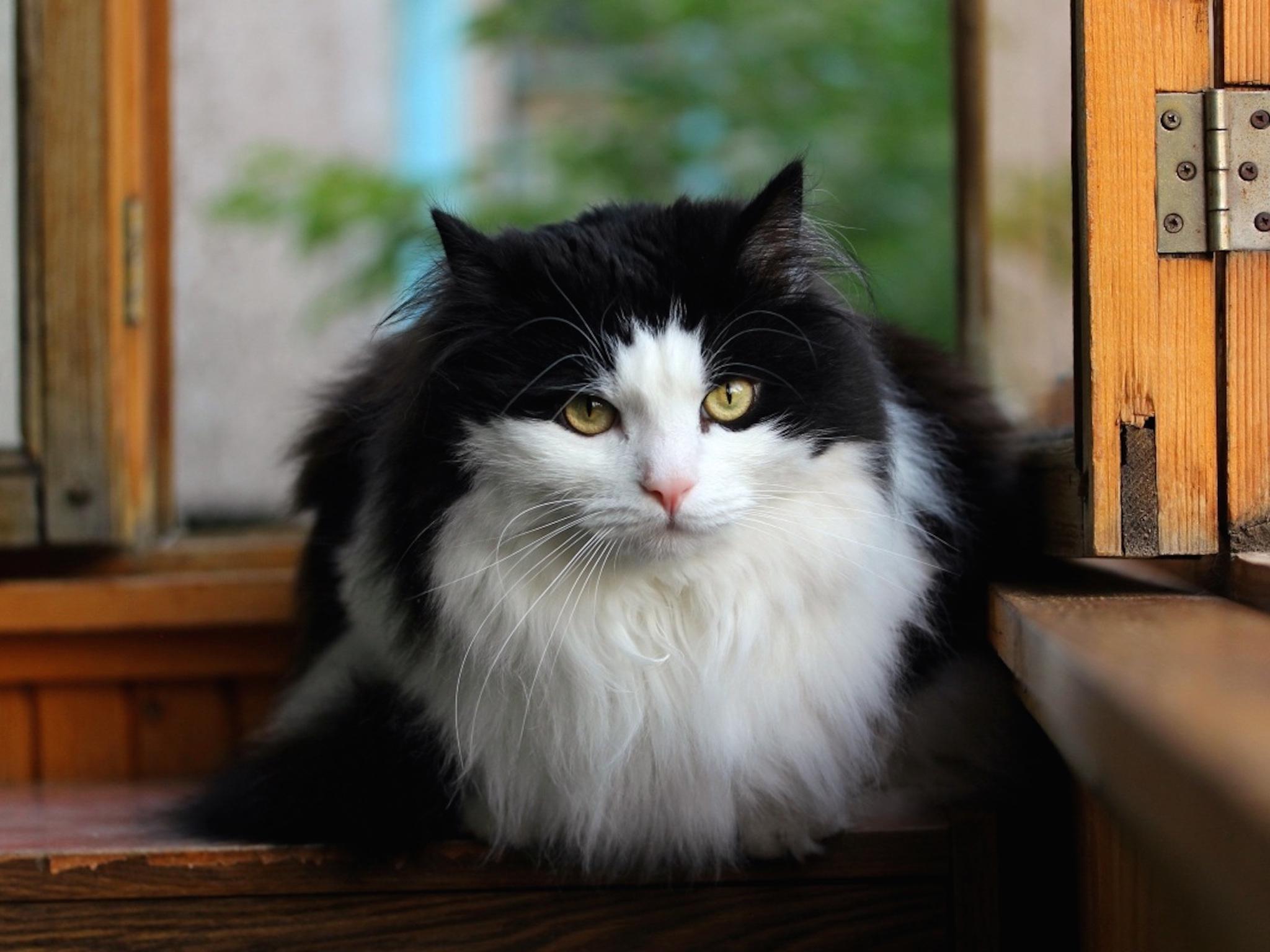 Cat ORMN4W_9X