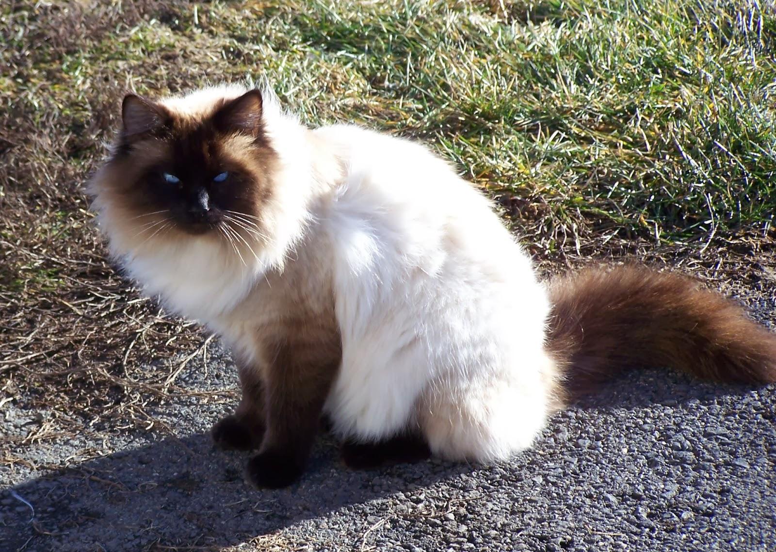 Cat OaTQfIktG