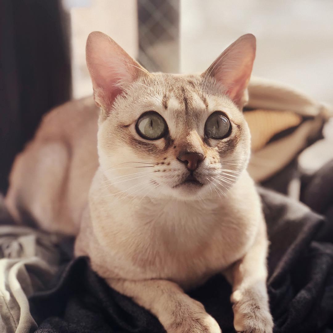 Cat OeOUzmQIk