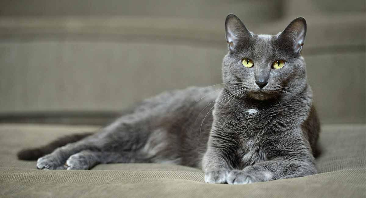 Cat OfIuuOv07