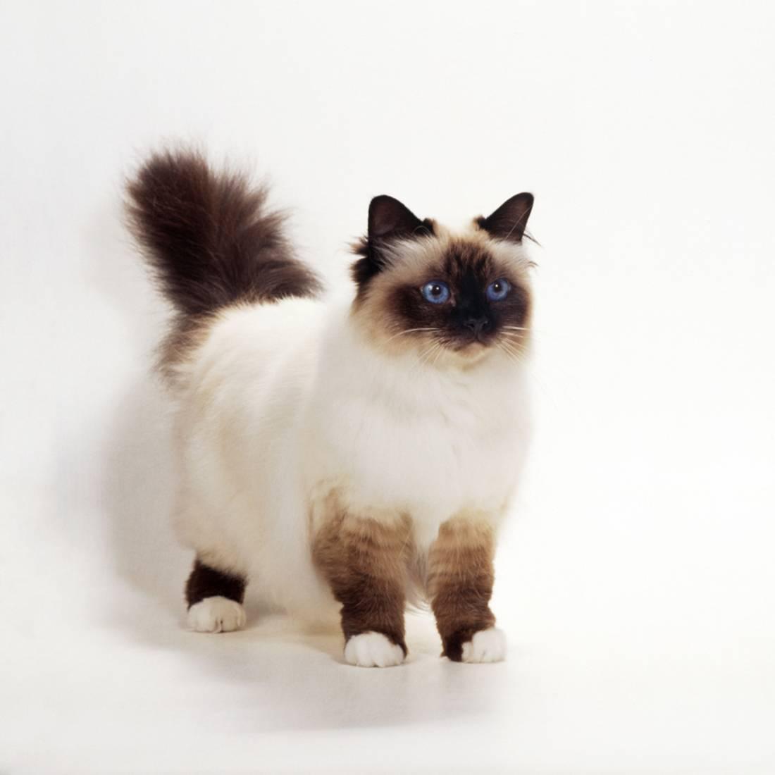 Cat OhTkBTPnD
