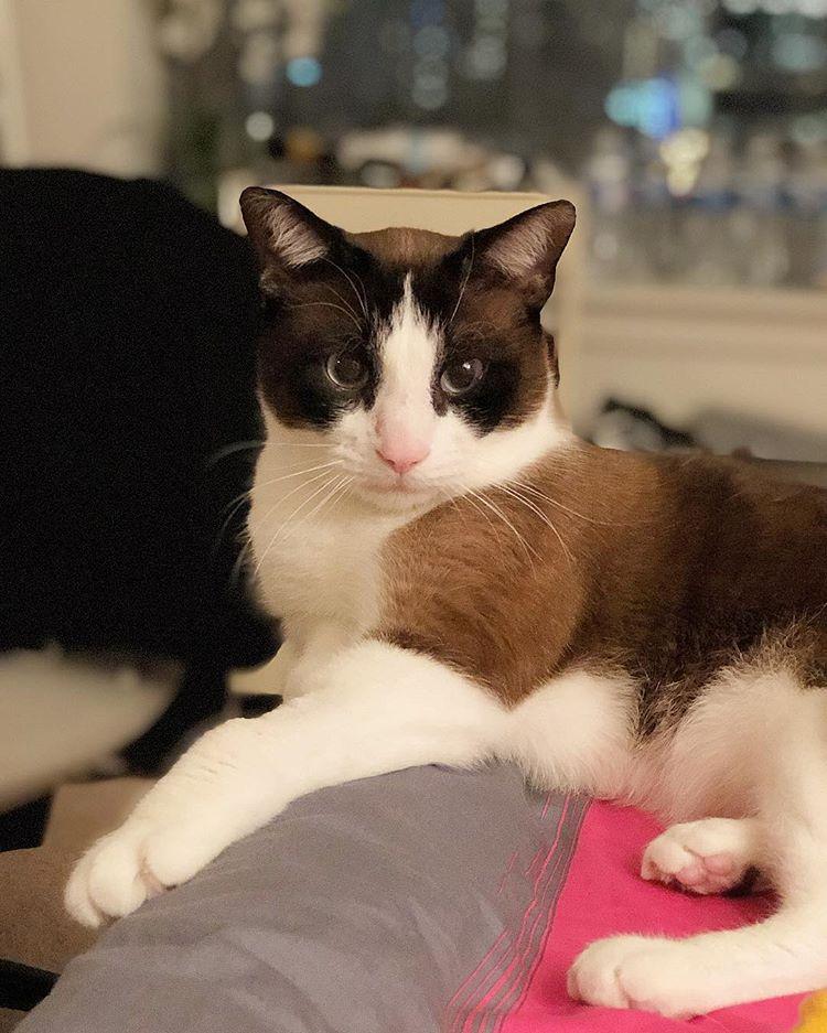 Cat OmNwBvvUm