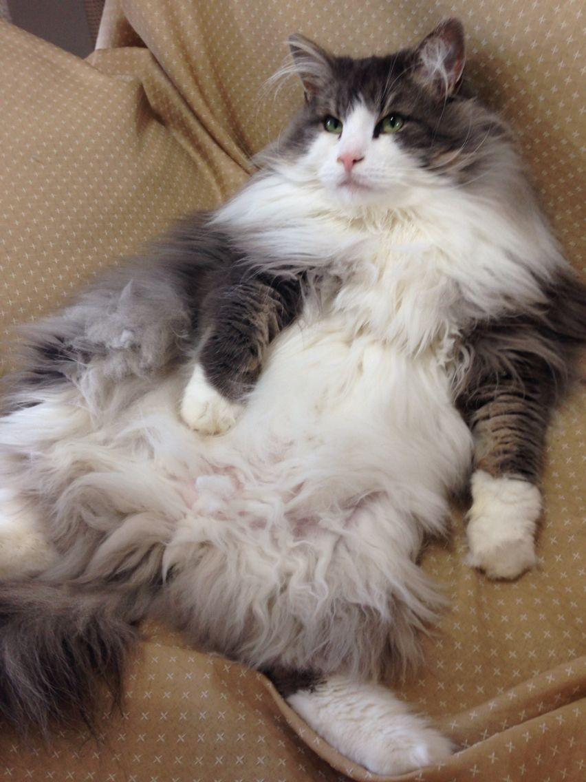 Cat PEgob-hhL