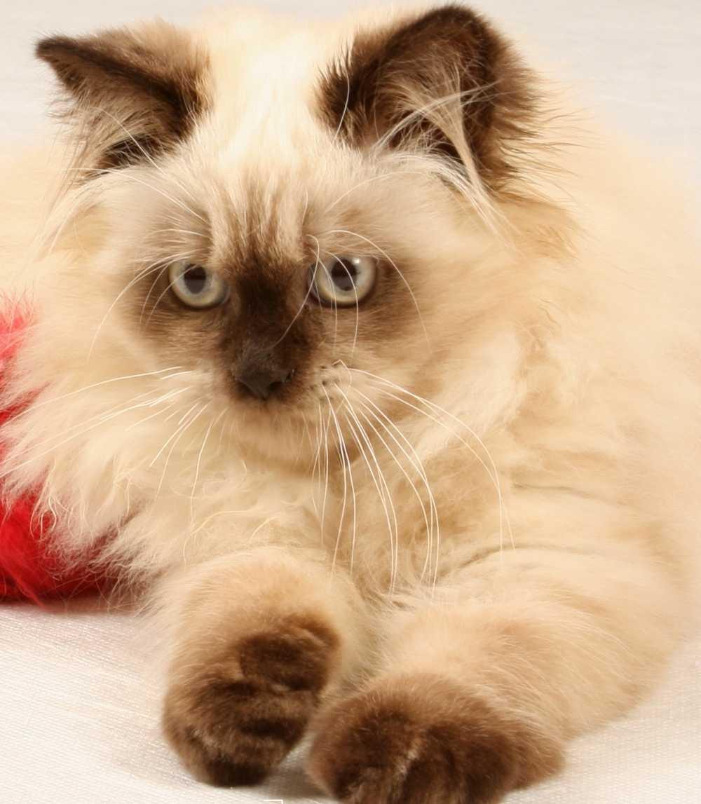Cat PG-4j7axo