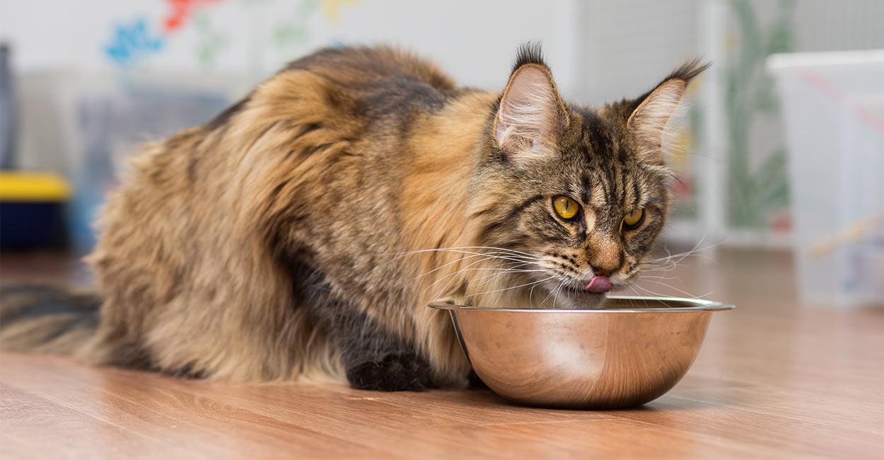 Cat PKblw2RPe