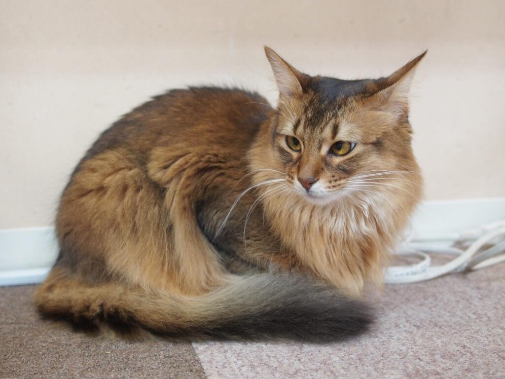 Cat PyIM3PKjl