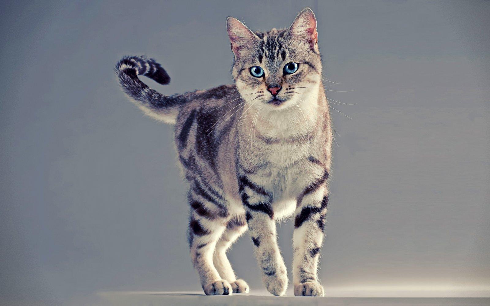 Cat Q6TDnfM_O