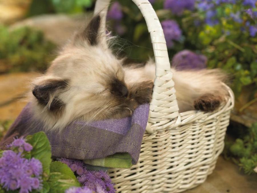 Cat QAWwhRFCG