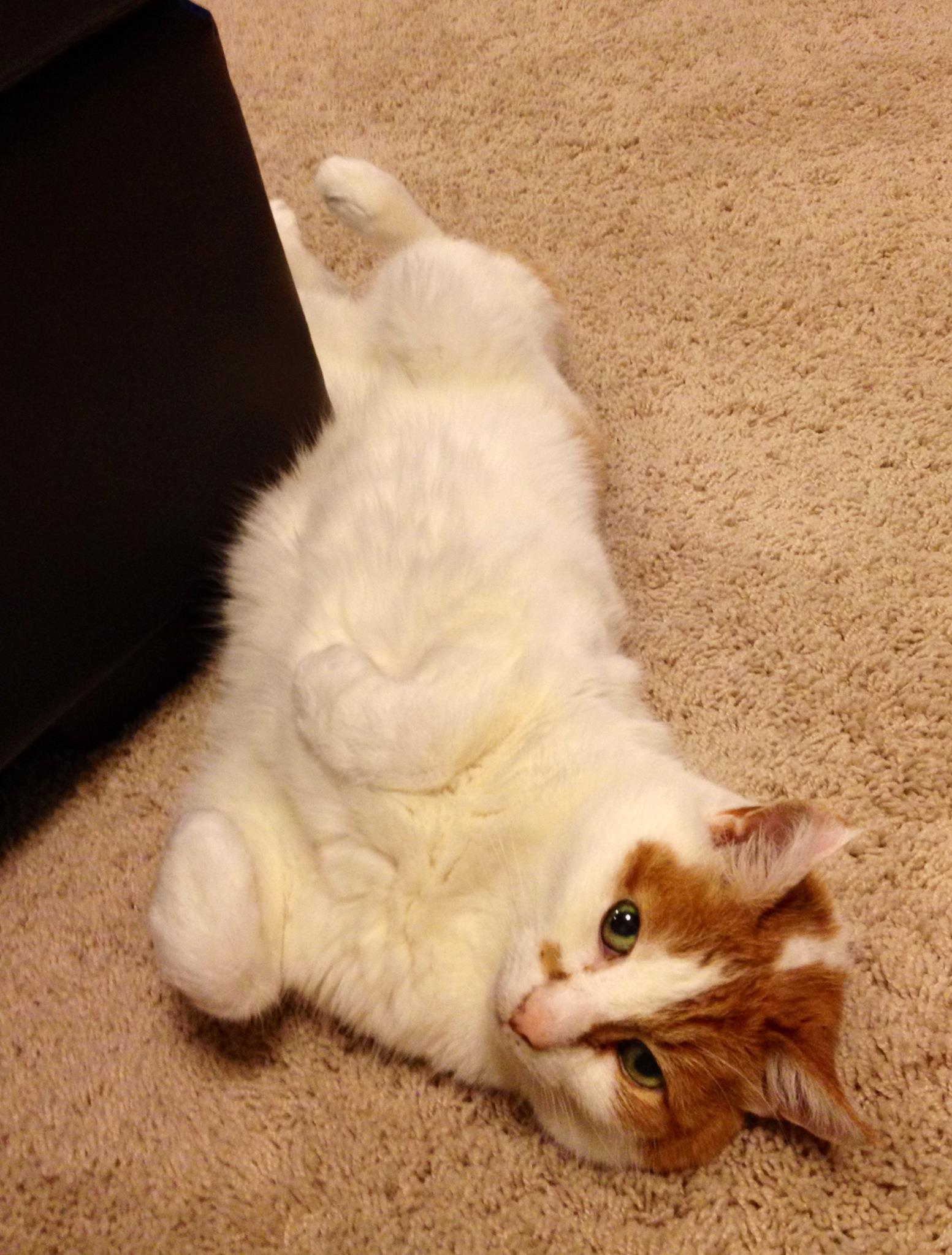 Cat QCcTOaIQW