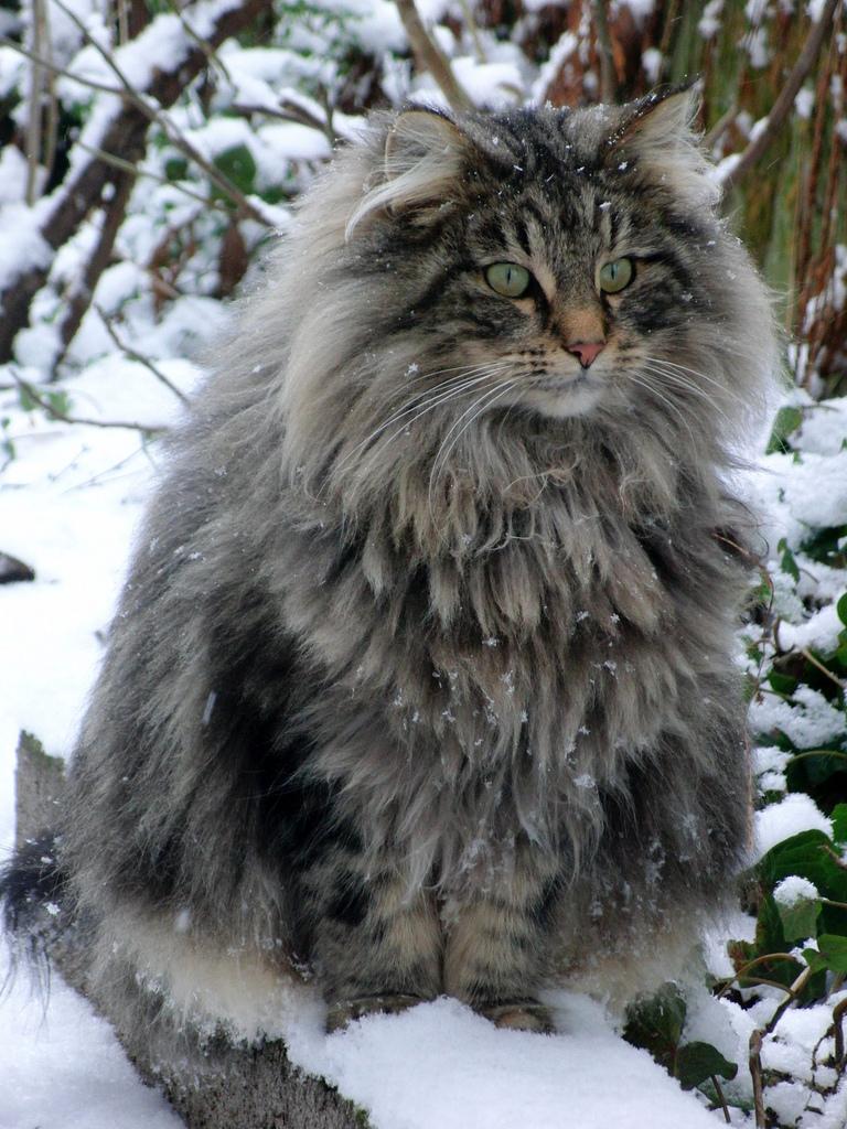 Cat QUdOiX2hP