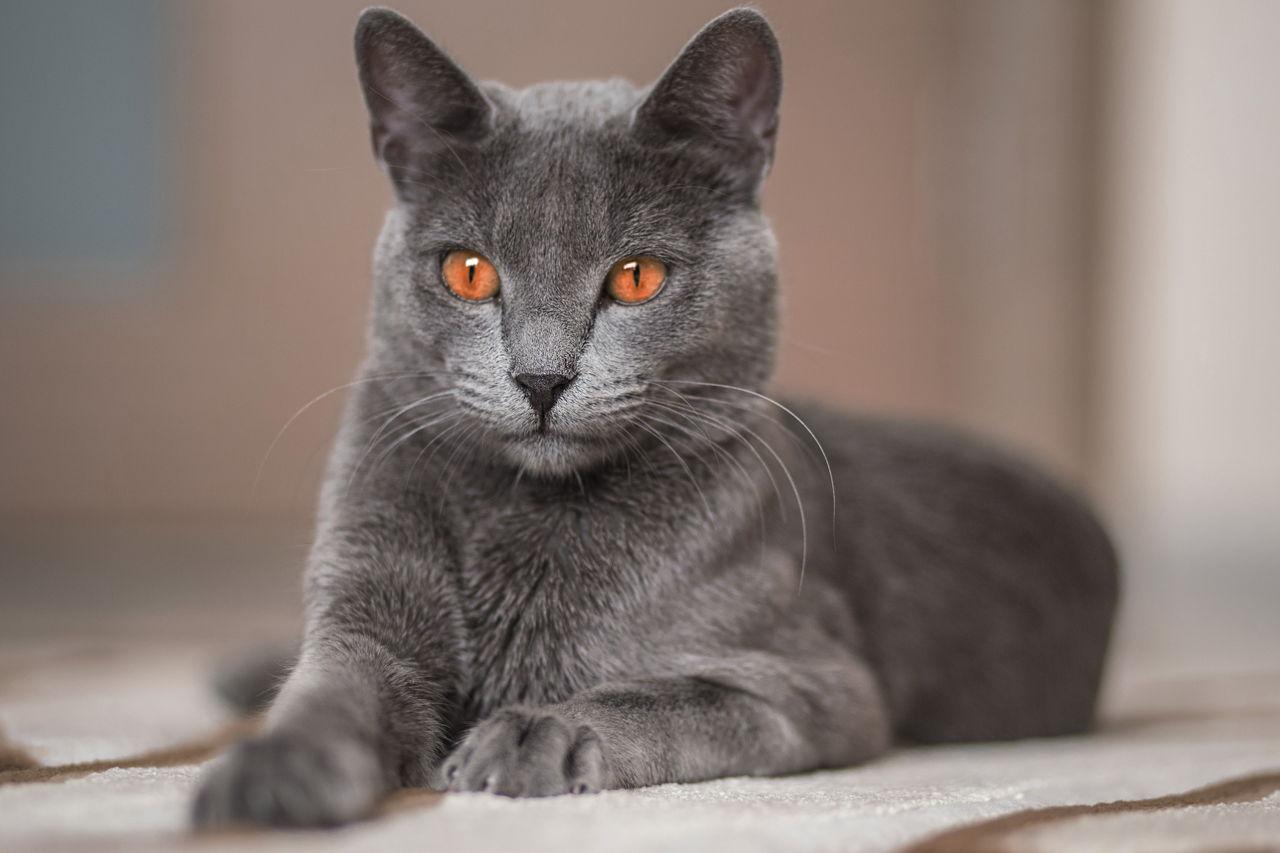 Cat Rhj-JsTLP