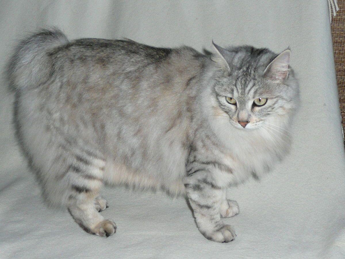 Cat Rscv6E1c5