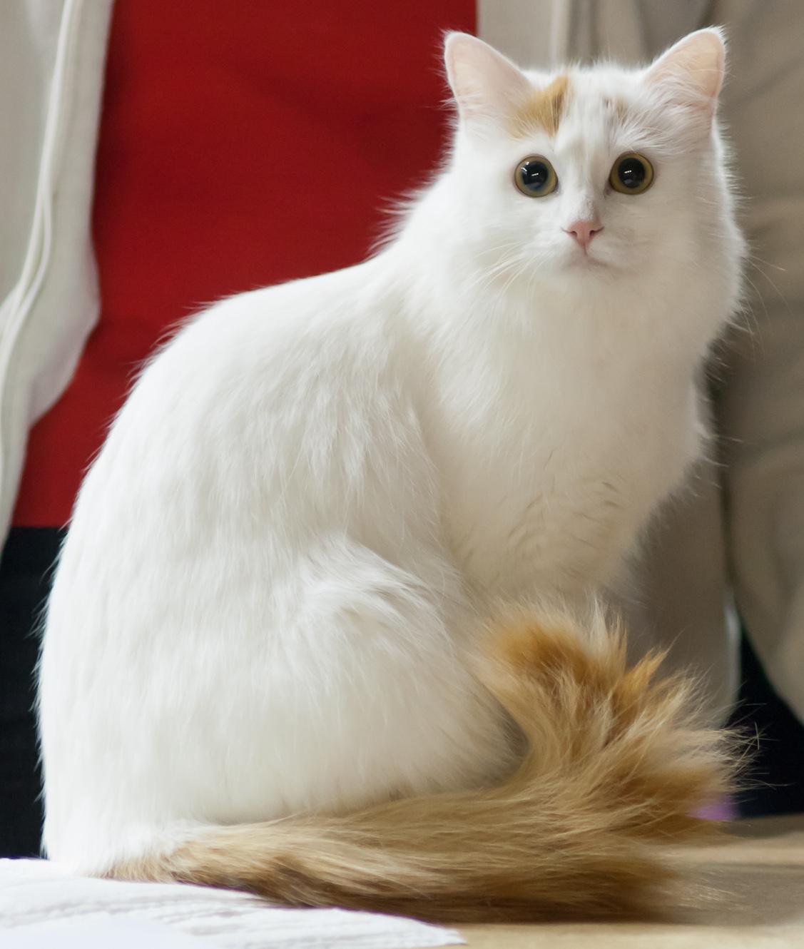 Cat RvfGGt00v