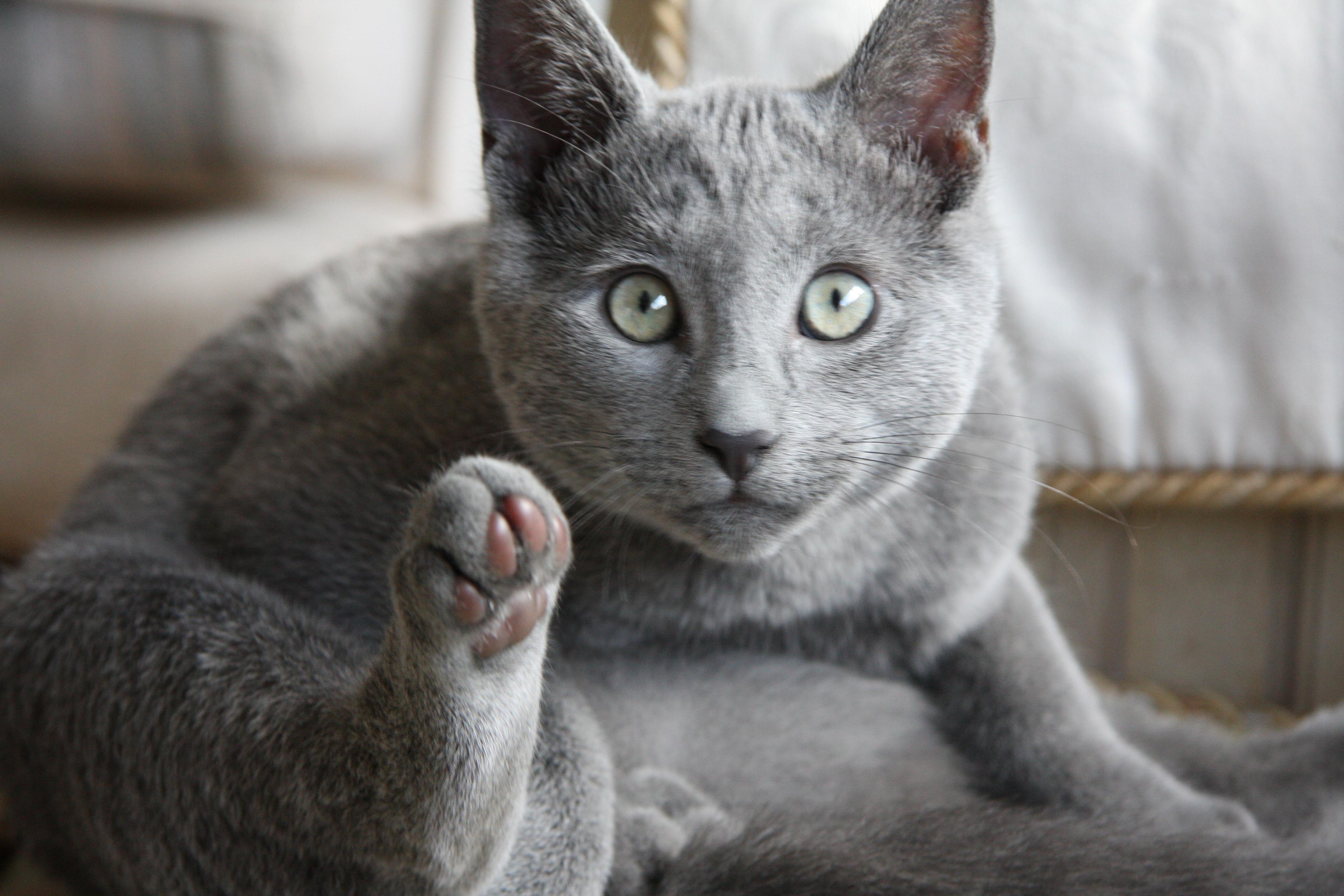 Cat S-1YzA7-_