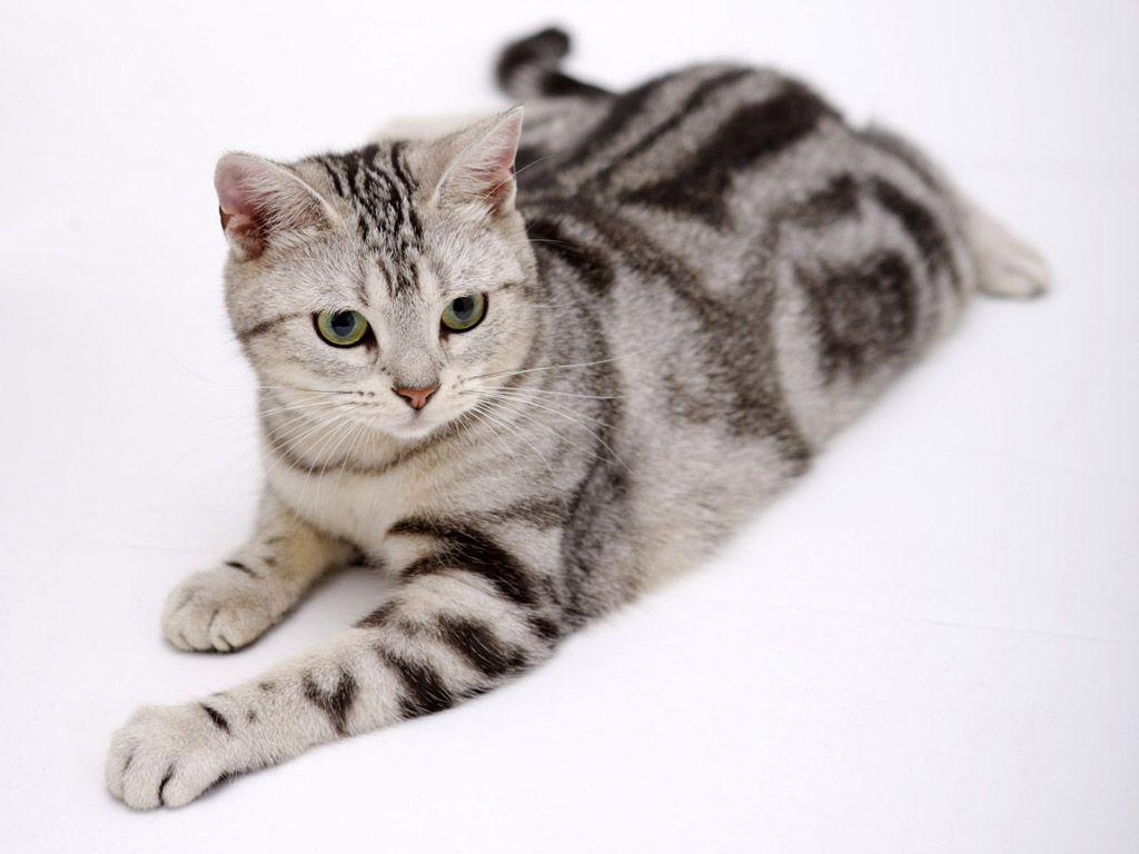 Cat SCHe-SekW