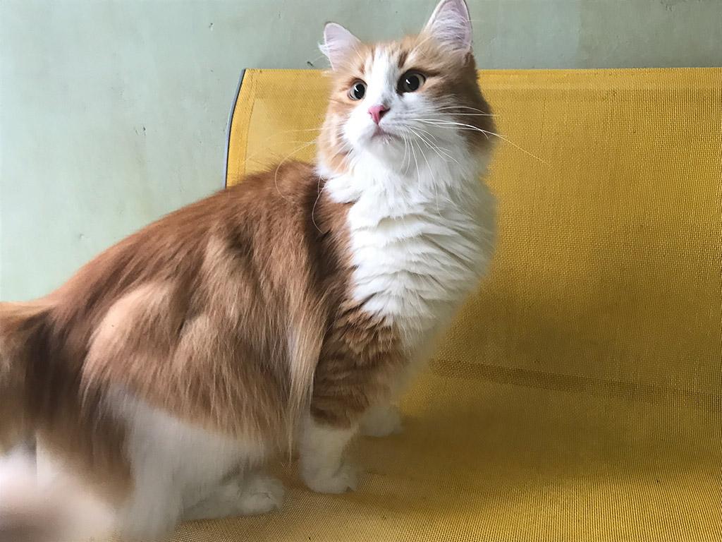 Cat Sdsf0JSot