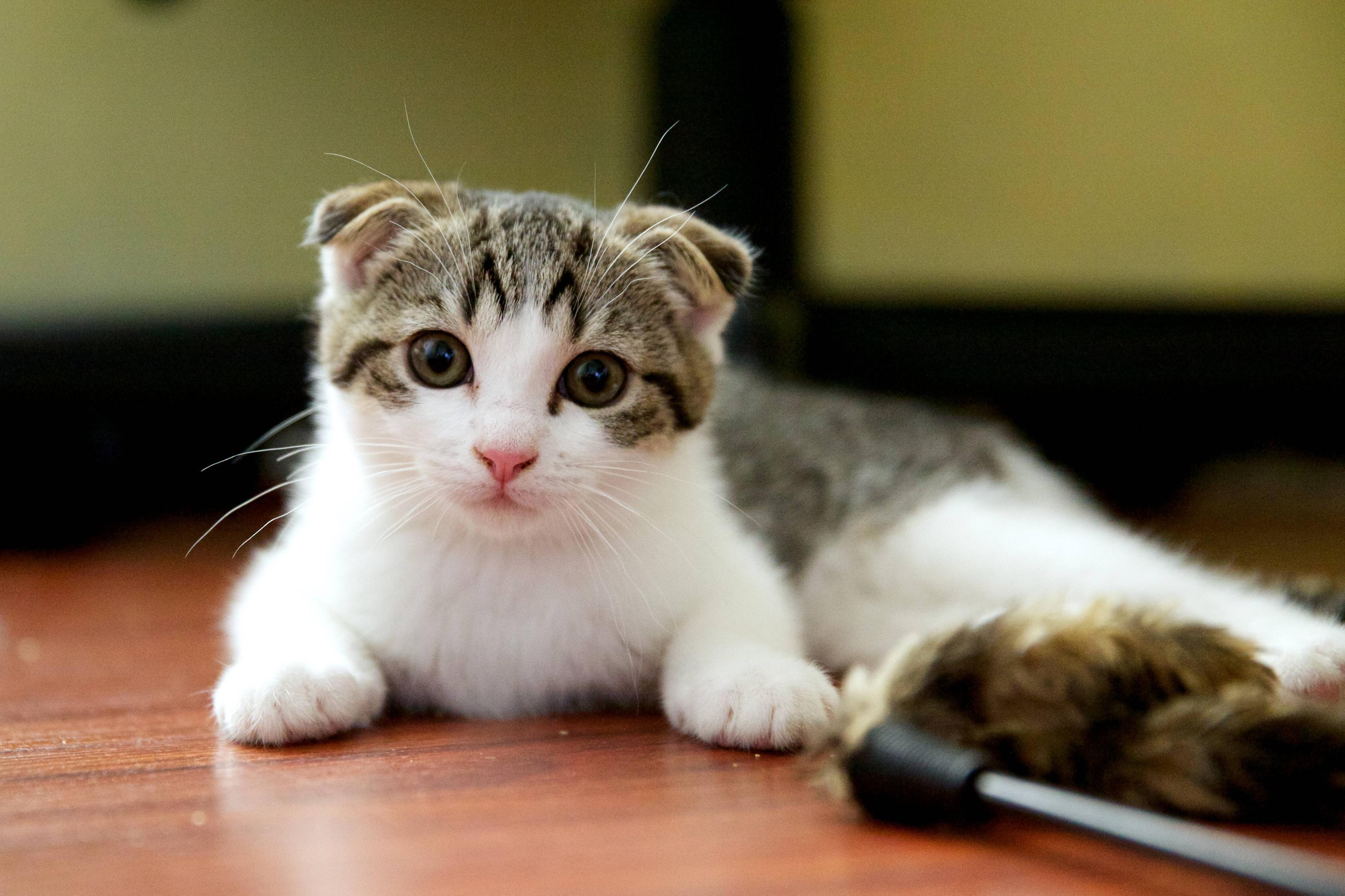 Cat ShbKwvcD_