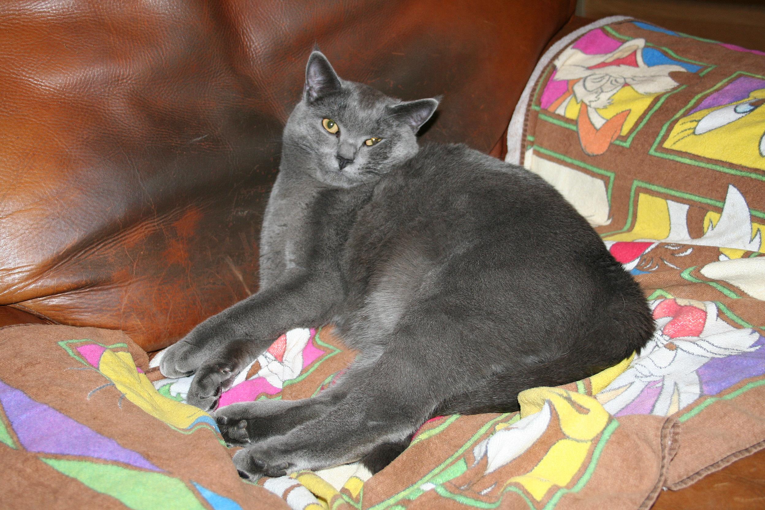 Cat SpioNJPsd