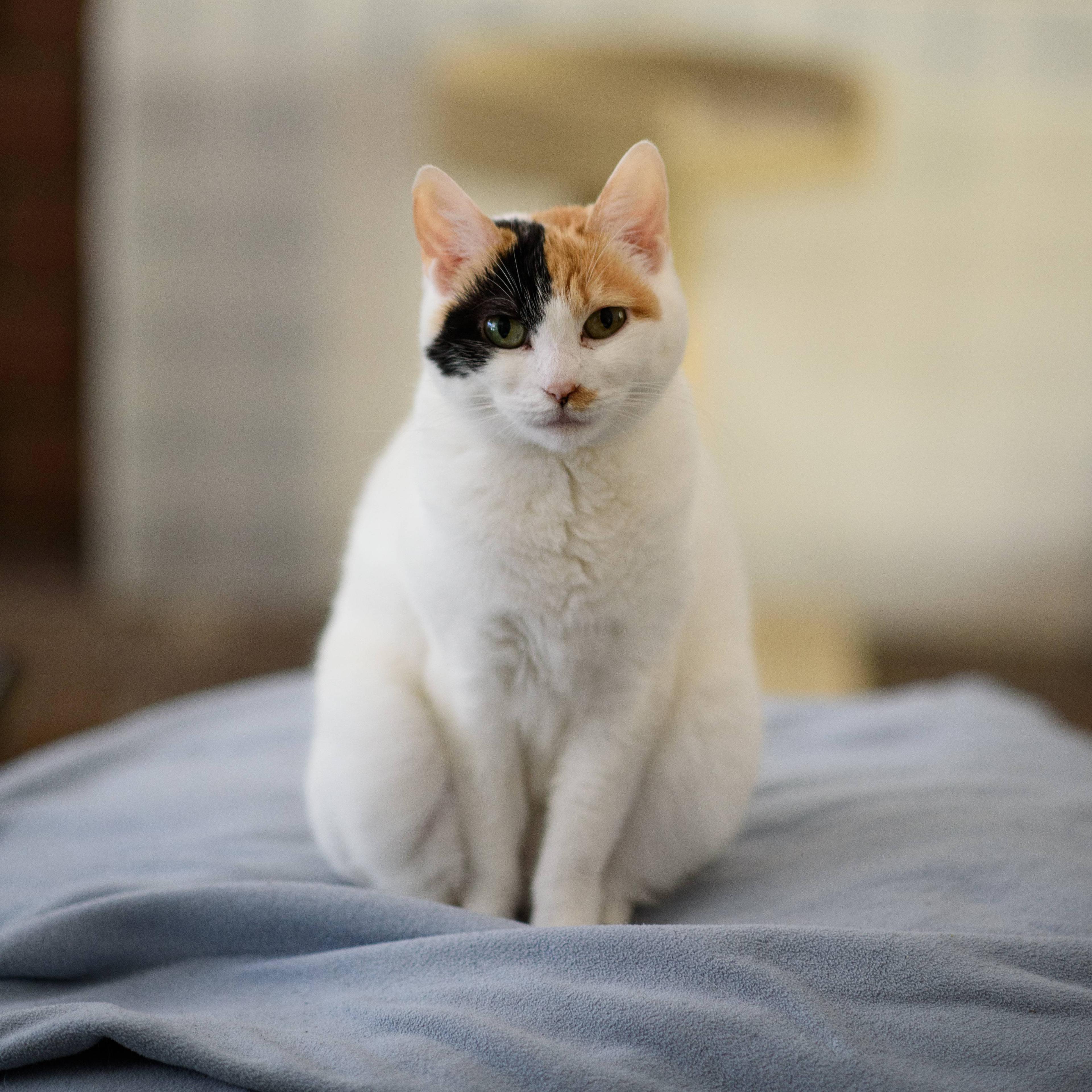 Cat Sw_EWWLW-