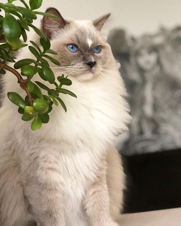 Cat Sy9SgPE0B
