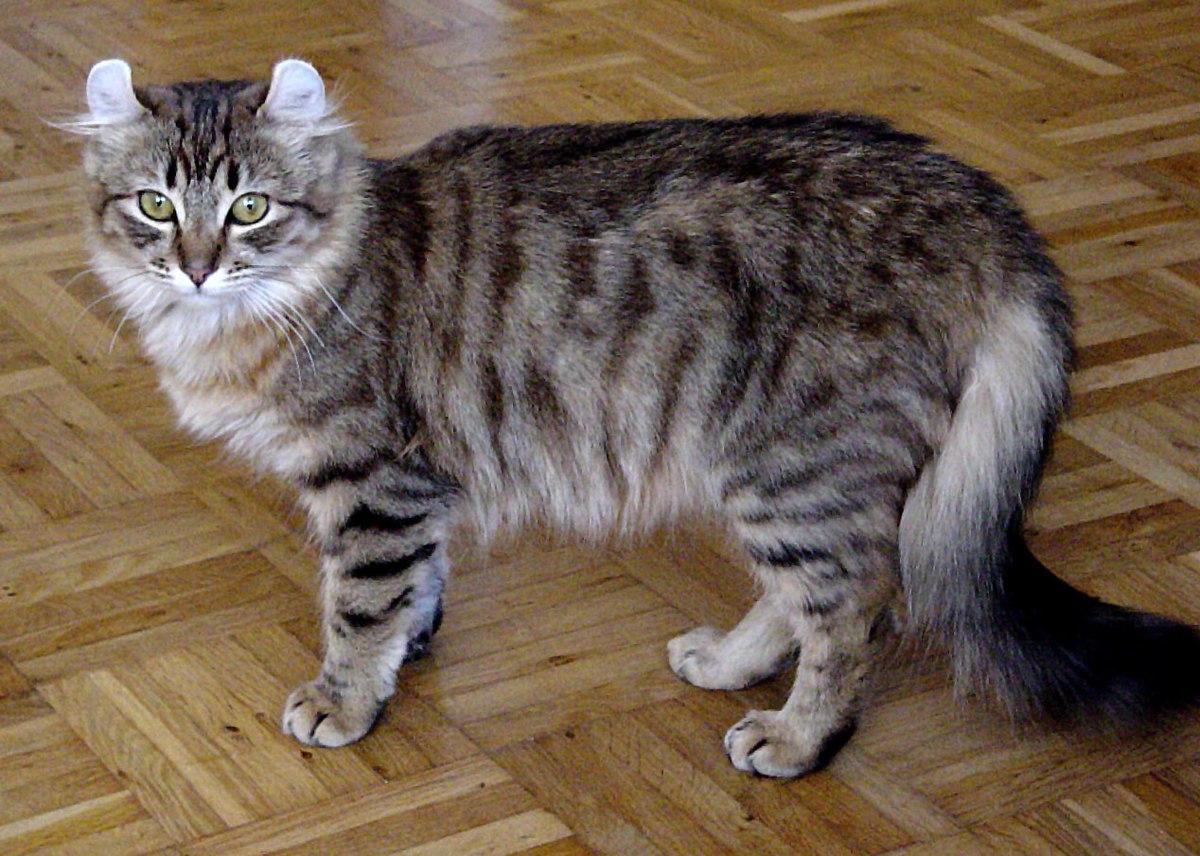 Cat TBA3JzB9P