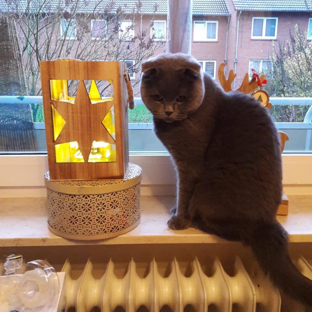 Cat TOozwr2OD
