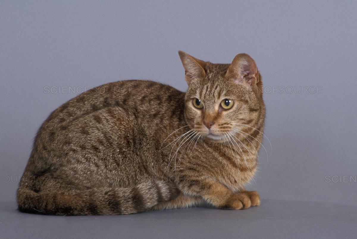 Cat TboUiIDUO