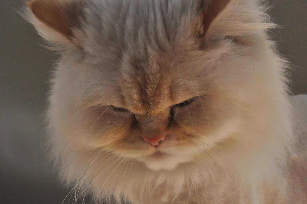 Cat TdxQ2VvJK