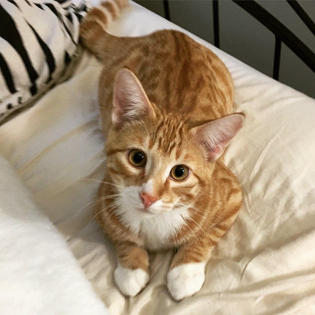 Cat Tj600QY1c