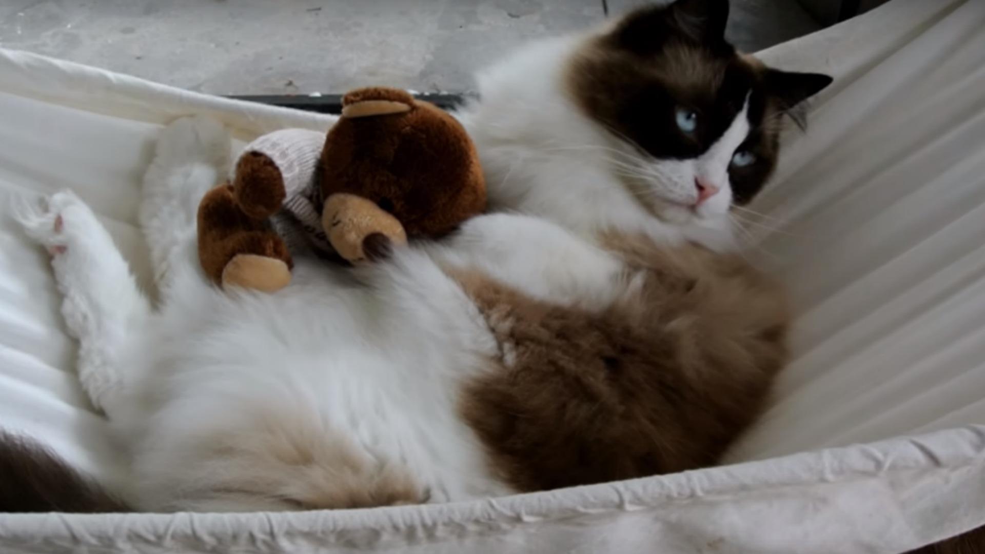 Cat TnwHiS7nO