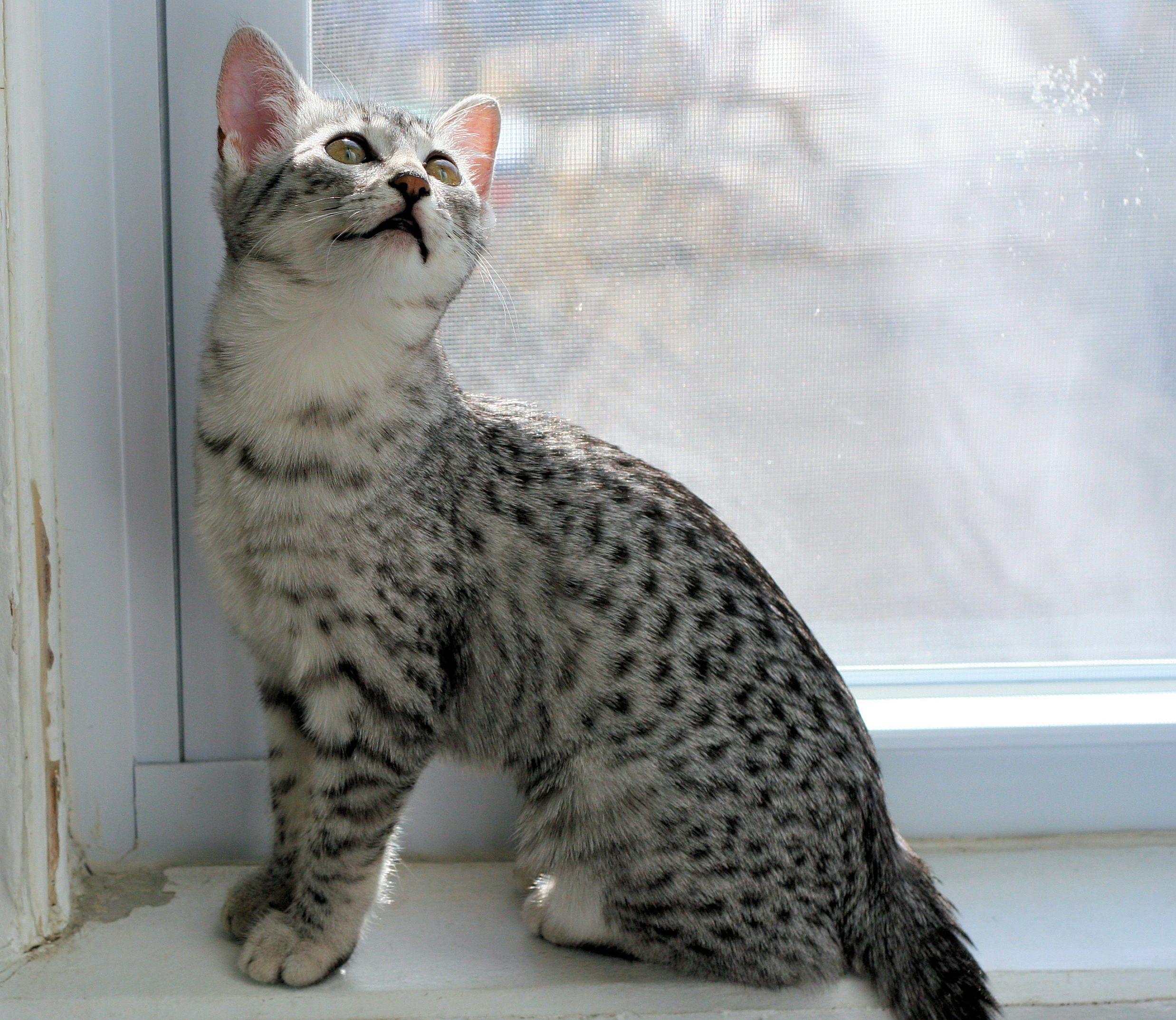 Cat TuSyTkt2n