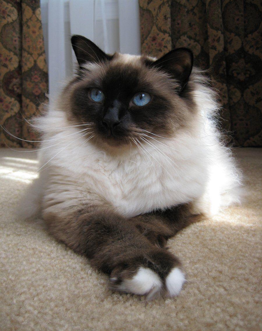 Cat TzyZJUeIM
