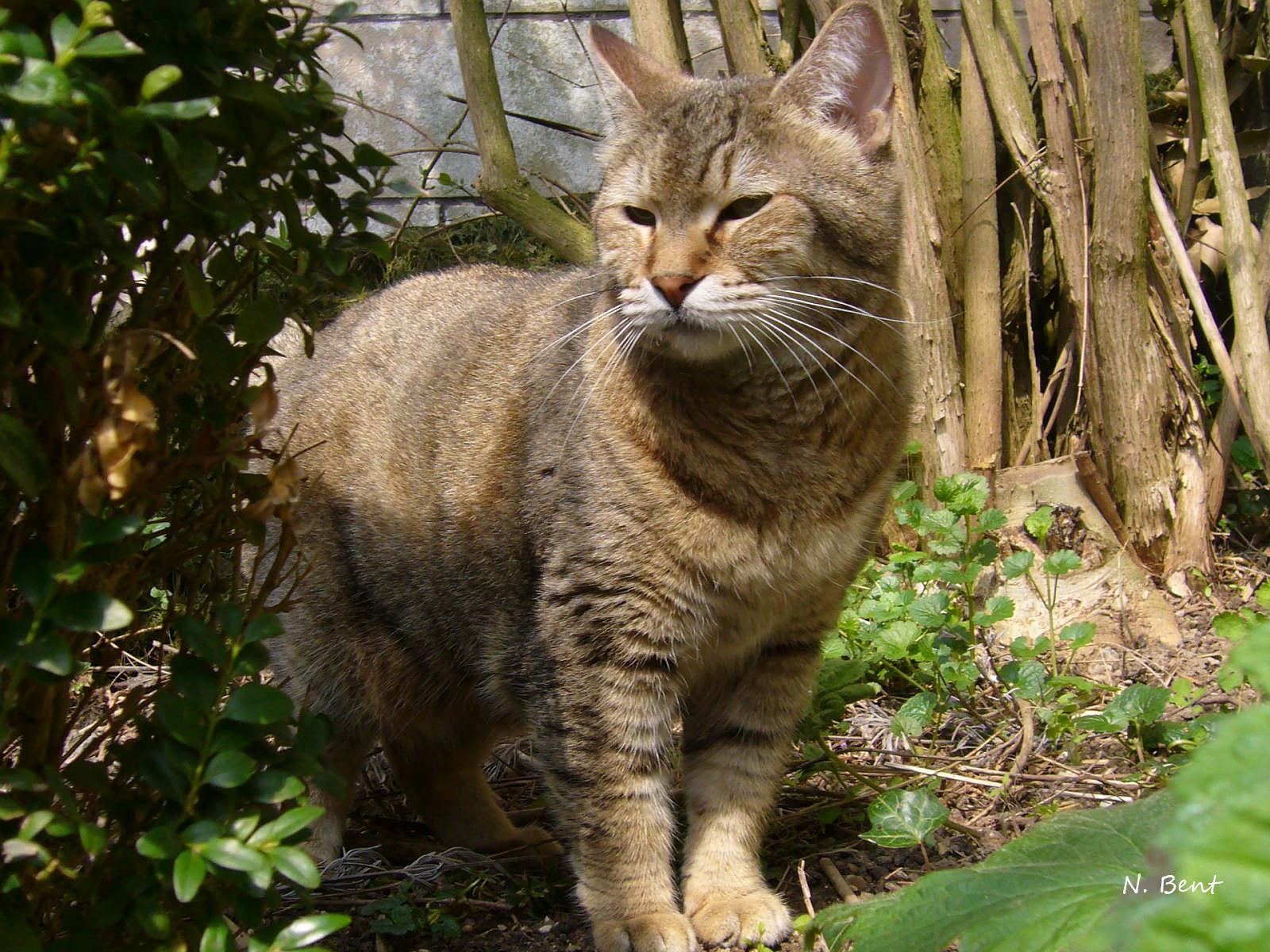 Cat UFao82MoD