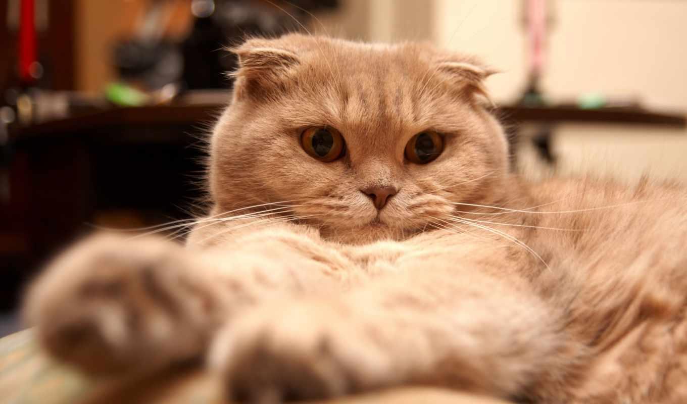 Cat UrYSVFQZo
