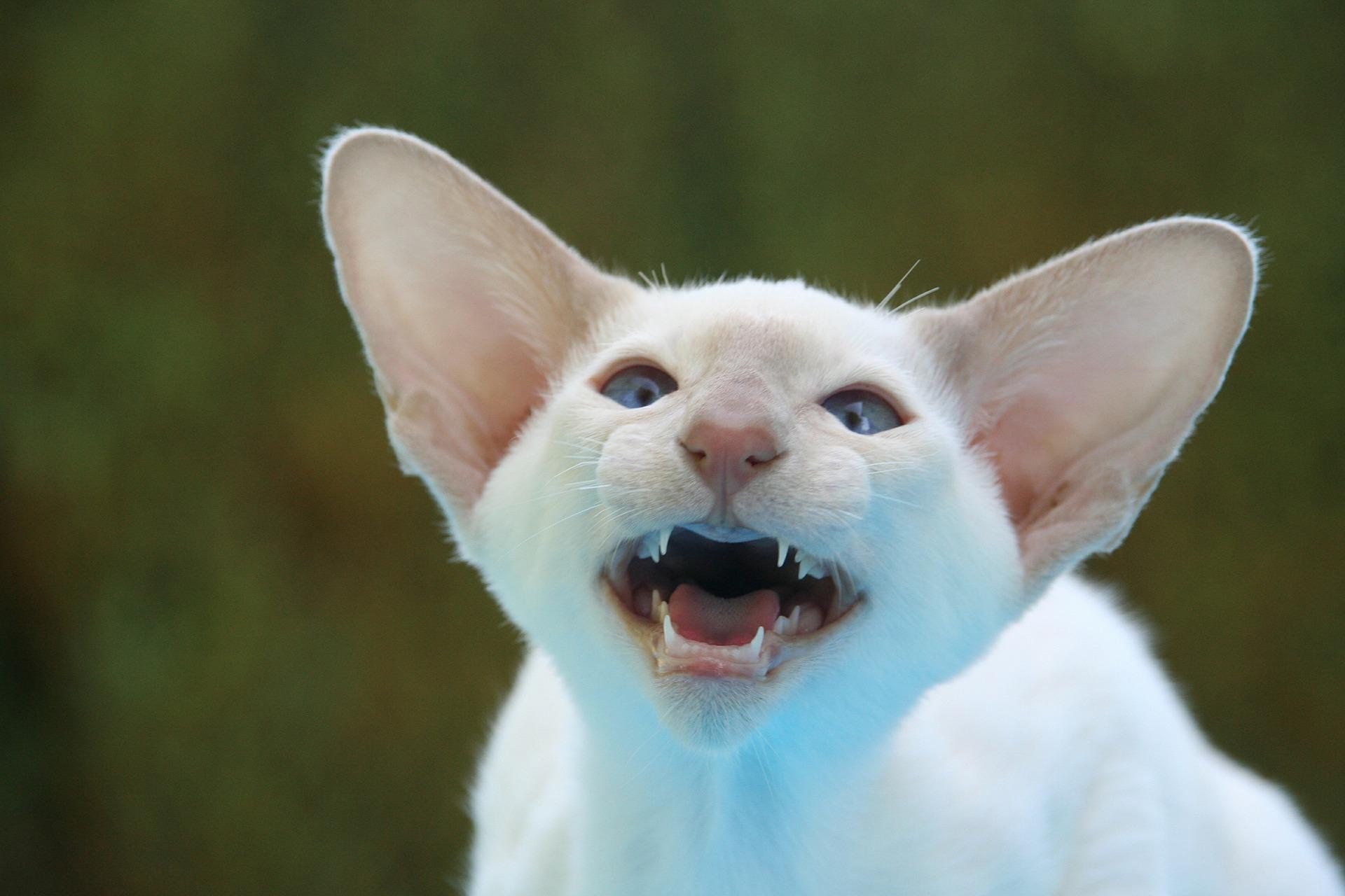 Cat V00qLe4Gw