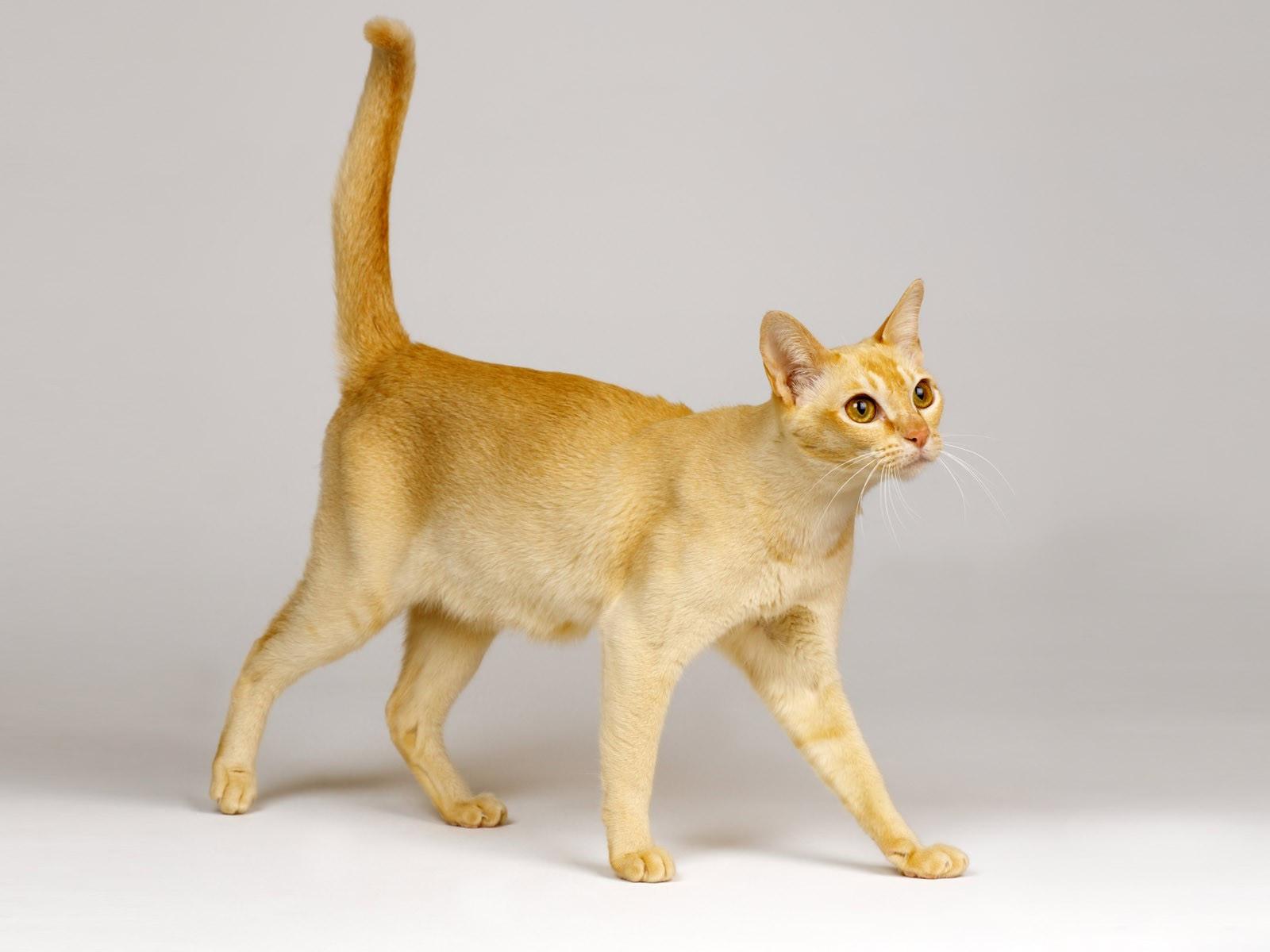 Cat VGzO6r82_