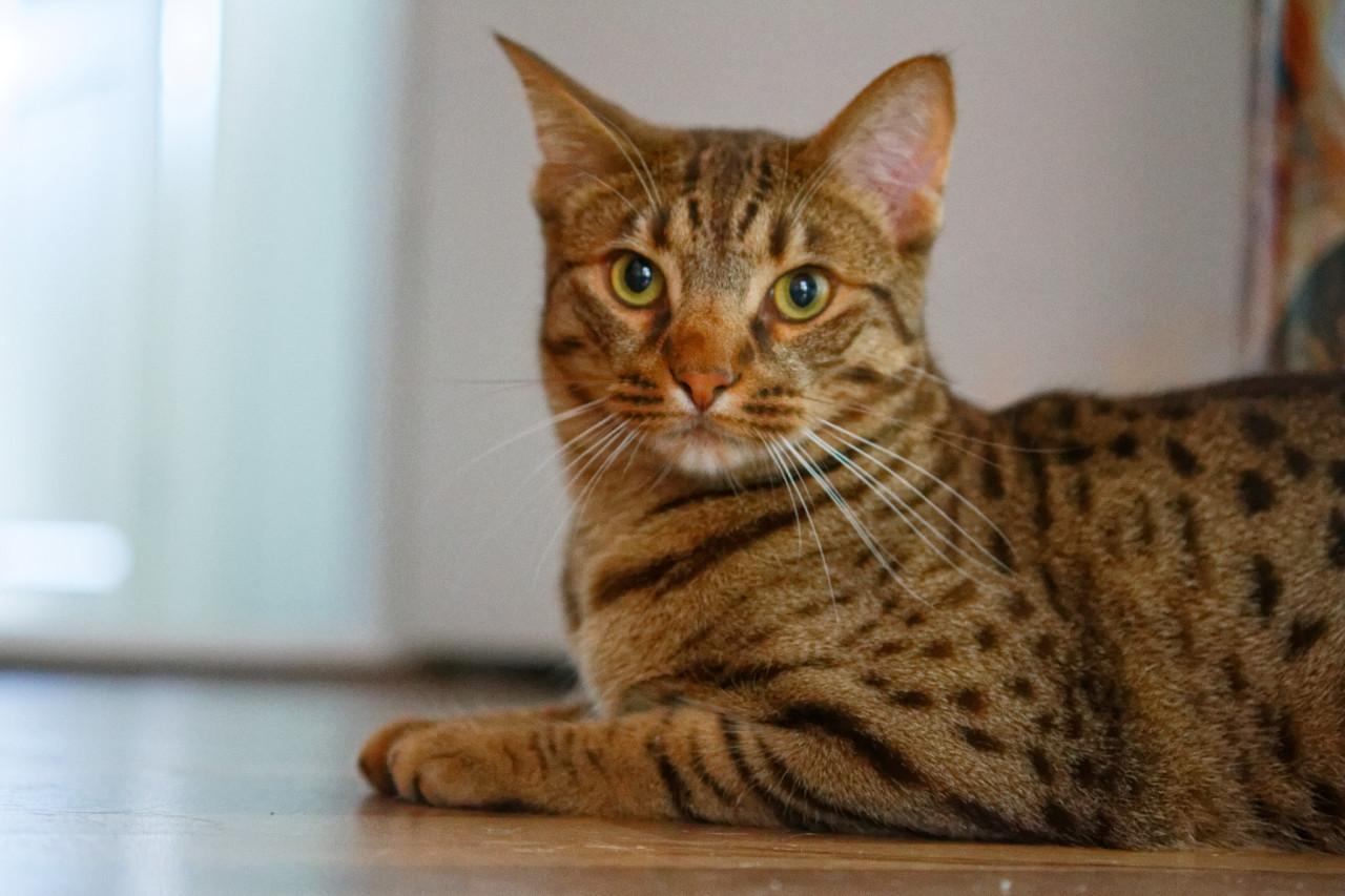 Cat VQ_DGs4R8
