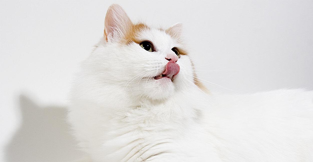 Cat VXppGG5rK