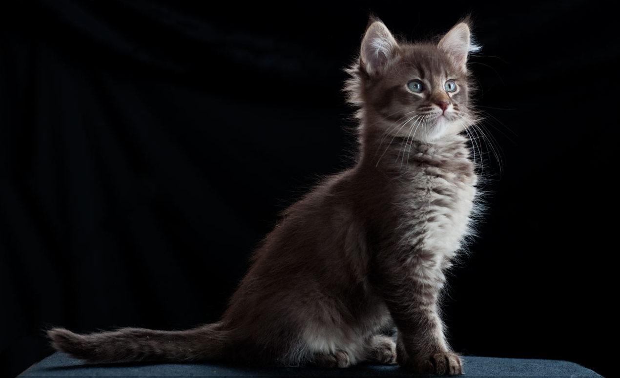 Cat VYfvpfuU7