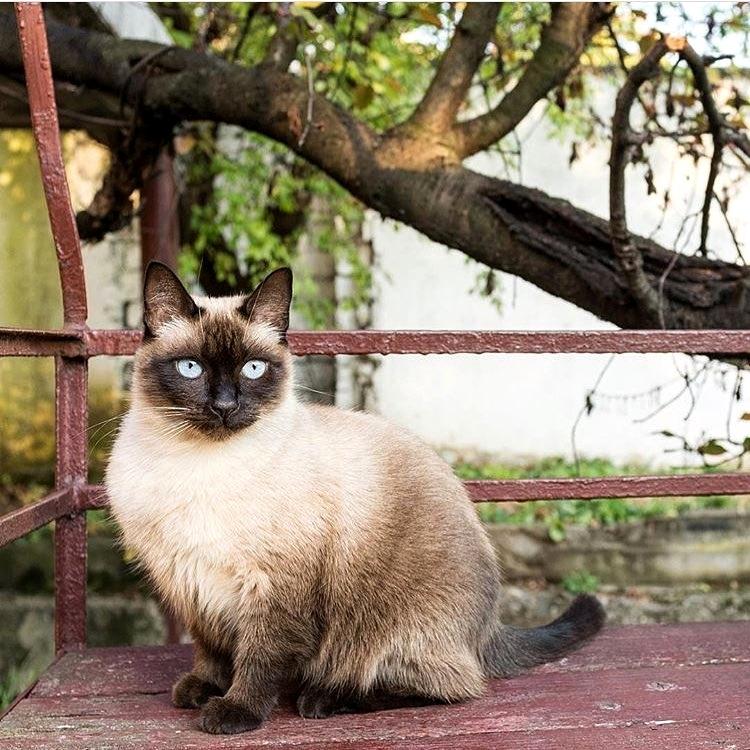 Cat VsaXX13yt