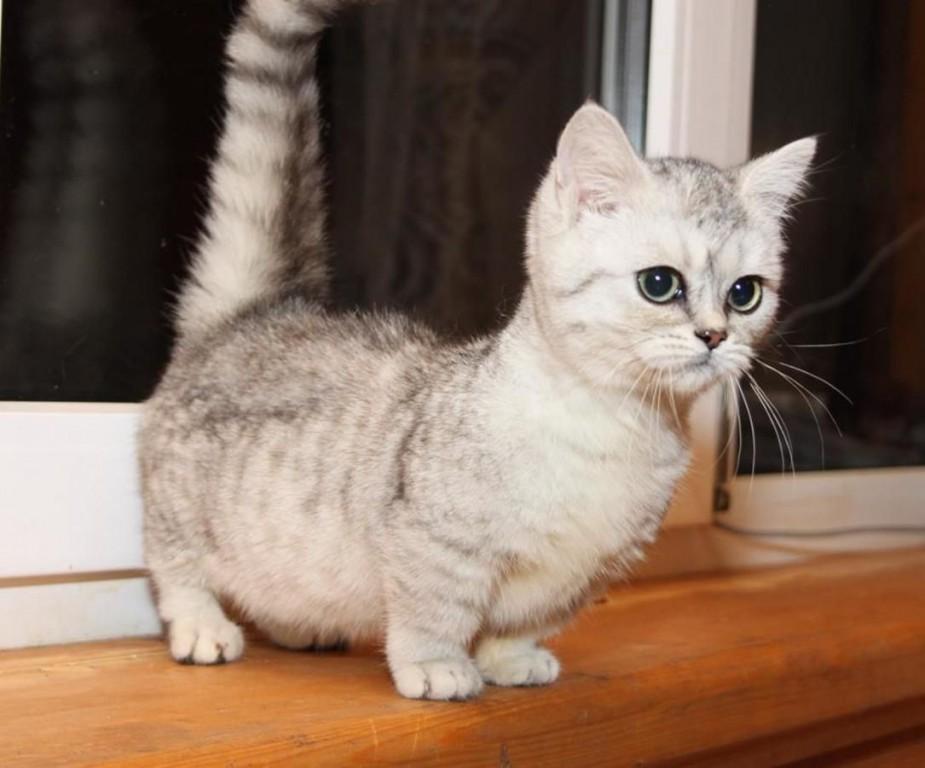 Cat W3fUcHI8z