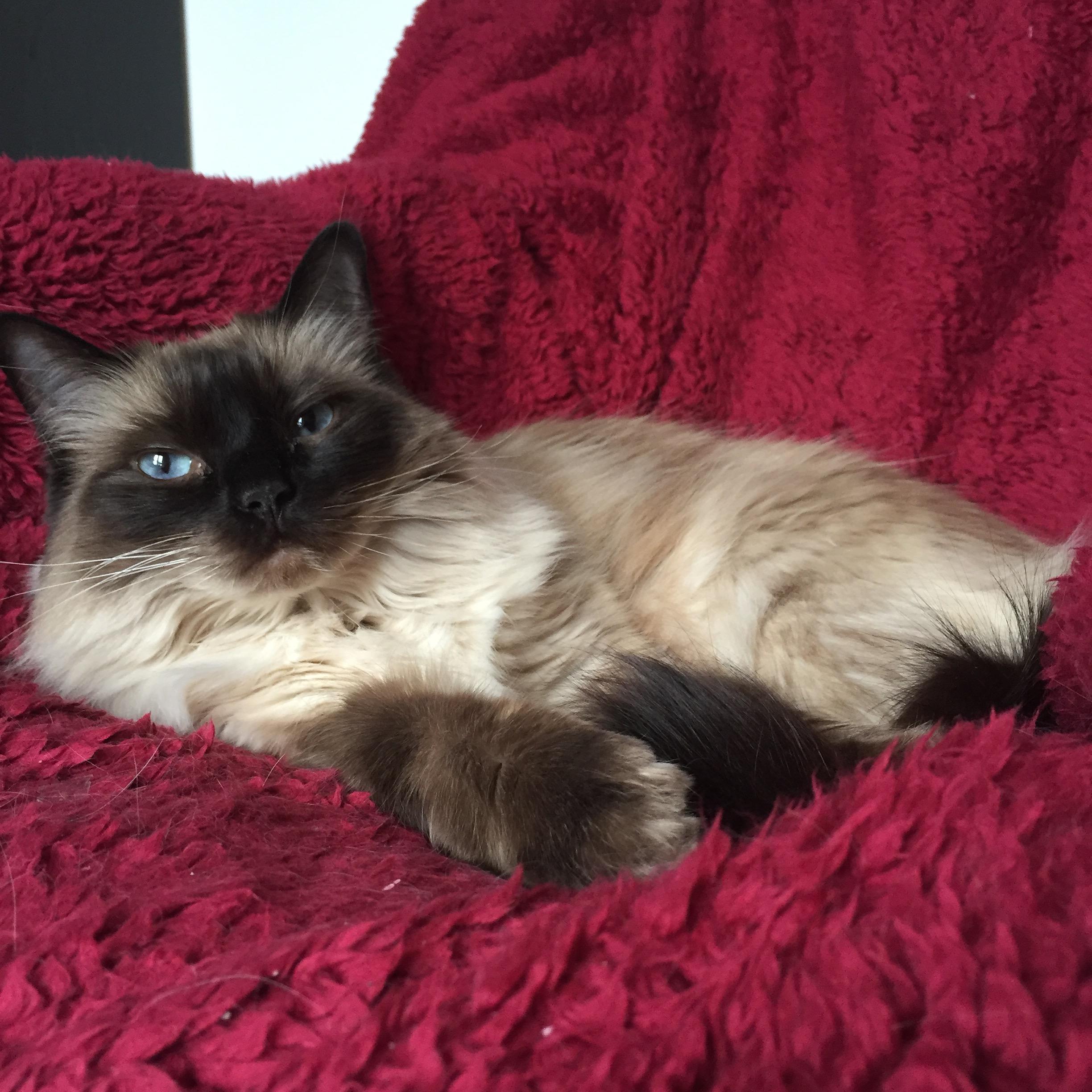 Cat WEgQATxKa