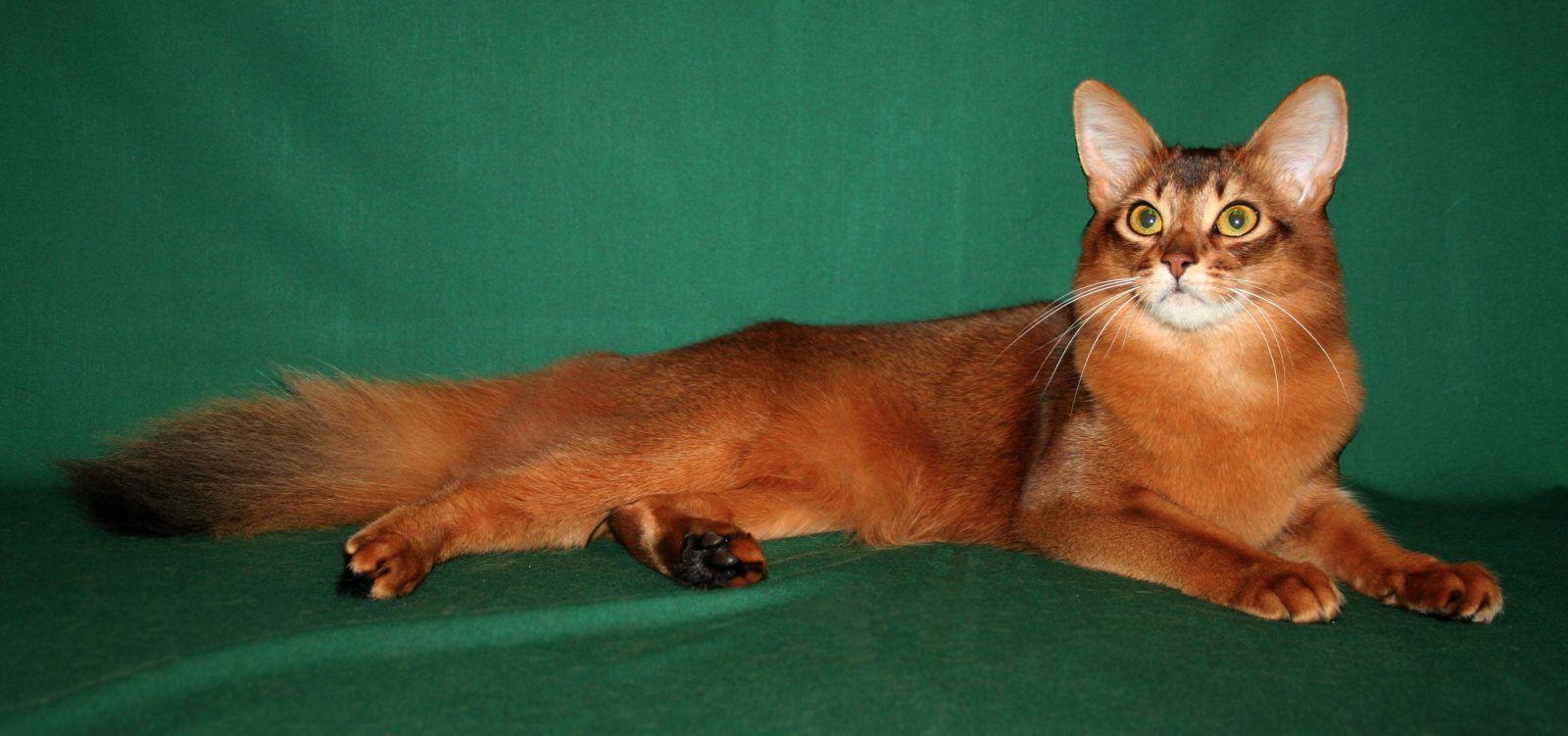 Cat WQVXW8KXM