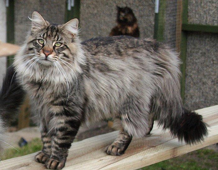 Cat Wi9RoSlCM