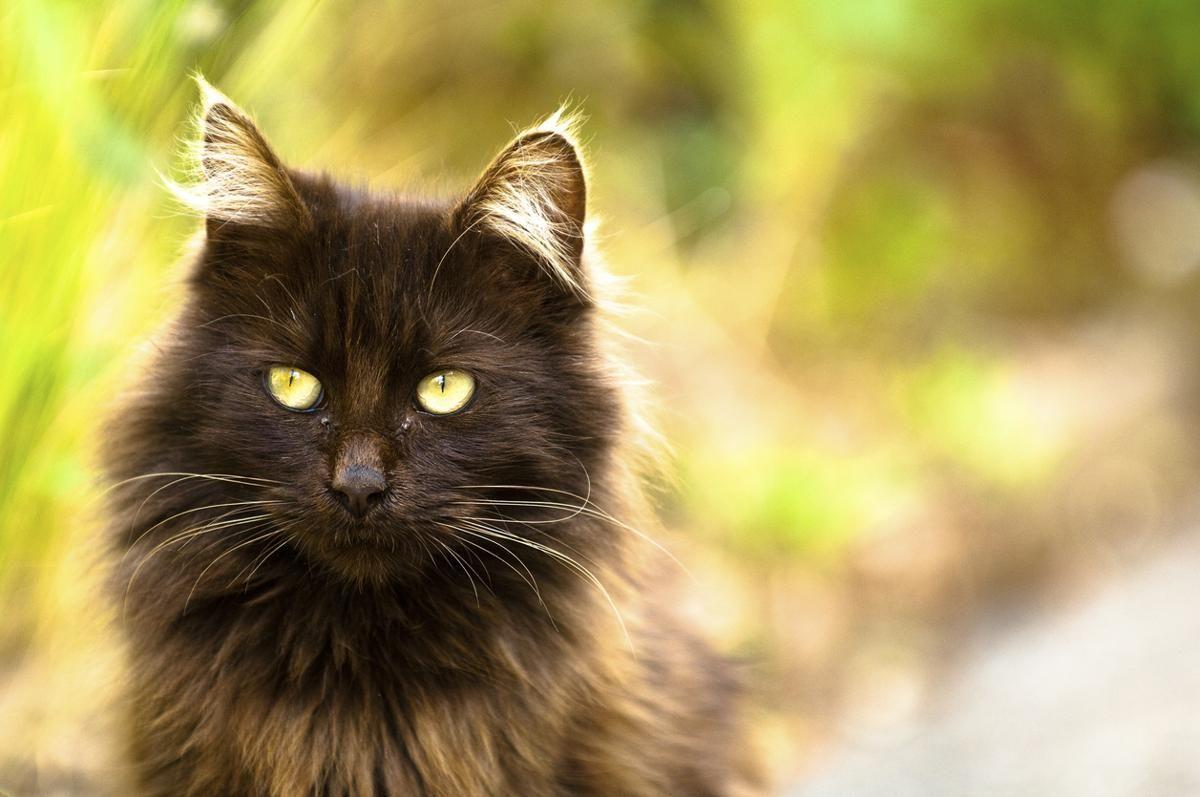 Cat XAvnPwmqZ