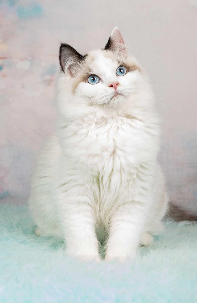 Cat XFhRpYS_D