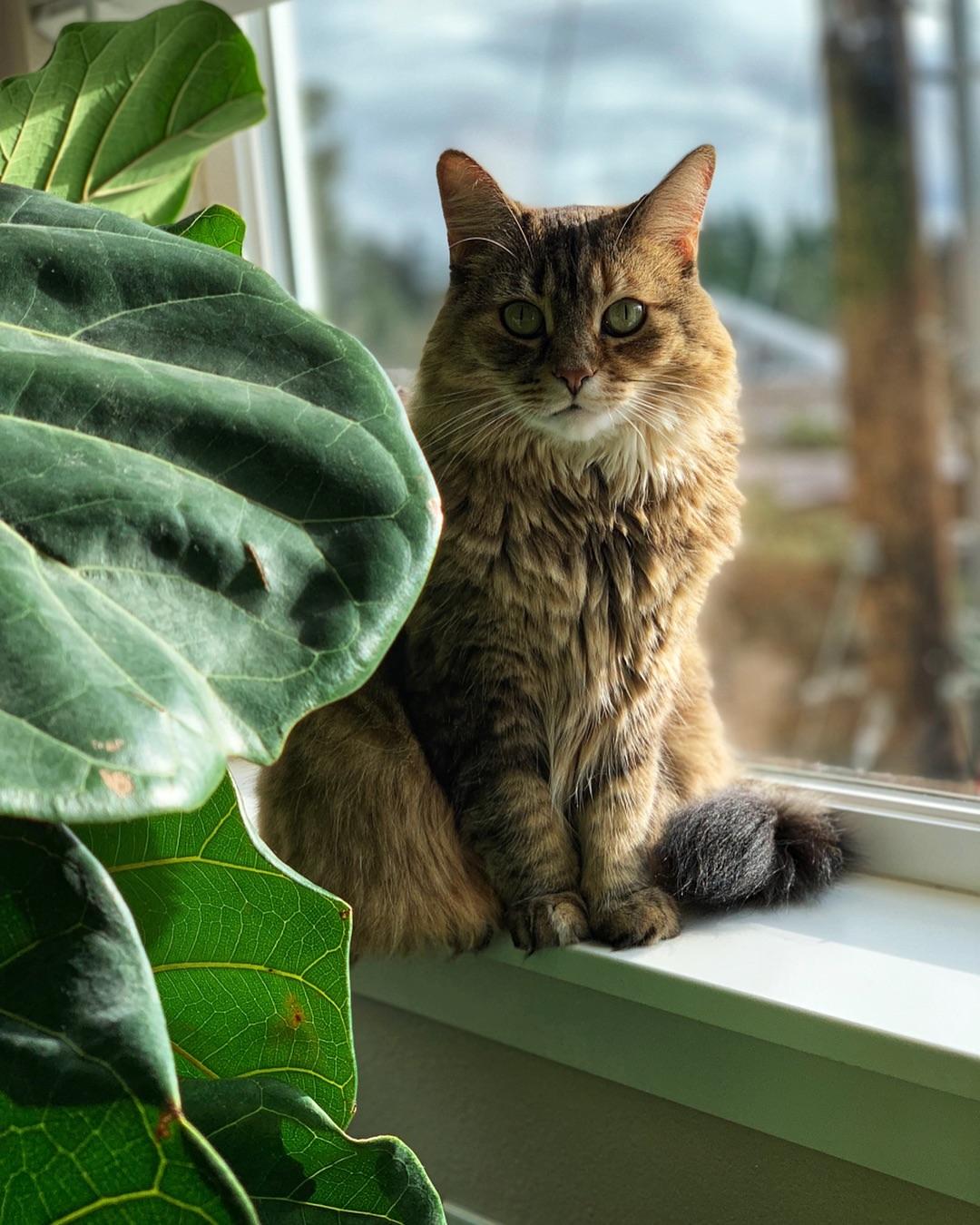 Cat XIK3w04V9